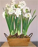 Paperwhite Ziva in a Ruskin Wooden Bulb Crate