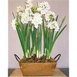 Paperwhite Ziva in a Ruskin Wooden Bulb Crate