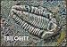 Bon Tool Co. Prehistoric Fossil Stamp Trilobite 6" x 5"