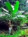 Darjeeling Banana 6 Seeds - Musa sikkimensis - HARDY!