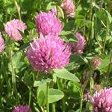 Red Clover Seed - 1/4 LB