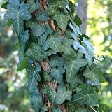 Perennial Plants - English Ivy - 3 inch pot