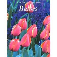 Bulbes