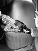 Judy Gordon Lying on Car Seat, Woozy with Car Sickness Photographic Poster Print by A...