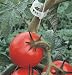 David's Garden Tool Tomato Trellis Clip 250 per Box