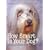 How Smart Is Your Dog: 30 Fun Science Activities With Your Pet