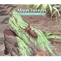 About Insects: A Guide for Children