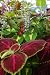 Large Shade Loving Garden Roll