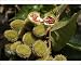 Photographic Prints of WAT-8976 Annatto / Achiote / Lipstick tree - medicinal, not edible from Ardea Wildlife Pets