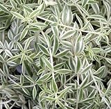 Cream & Green Carpet Sedum Plant - In/Out - Crassula
