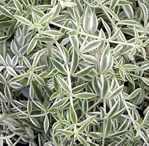 Cream & Green Carpet Sedum Plant - In/Out - Crassula