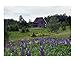 Border farm gone to lupine Scenic Photographic Poster Print by Richard K Canty, 10x8