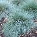 Blue Fescue - 5000 Seeds
