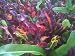 Croton ~Curly Colorful Leaves~ "Mammey" Great House Plant