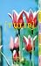 Book Tulip (Affordable Series of Books for Gardeners)