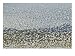 Large Flock of Snow Geese Taking Flight Photographic Print by Marc Moritsch, 24" x 18"