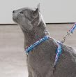 Seaside Ribbon Cat Harness w/Matching Lead (Swimming Dolphins Cat Harness w/Matching Lead)