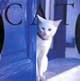 Cat Gallery Calendar 2005 (Workman Gallery Calendar)