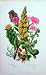 C1870 Anne Pratt Plants Mossy Tillea Pennywort Leek