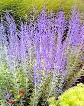 Little Spire Russian Sage Plant - Perovskia
