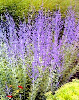 Little Spire Russian Sage Plant - Perovskia