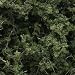 Fine Leaf Foliage, Medium Green
