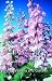 Plug Plants: Perennials: Pack of 6. Delphinium Pacific Giants Guinevere