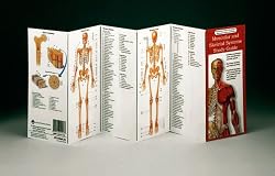 Acc Pocket Anatomy: Muscular/Skeletal