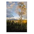 Golden Summer Scenic Photographic Poster Print by Paul Huchton, 16x20