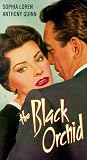  : Black Orchid (1959)