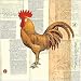 - Poulet de Champagne II Size 8x8 - Art Print Poster 8 x 8 i