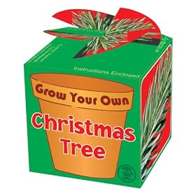 Grow Your Own Xmas Tree