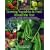 Growing Vegetables and Fruit Around the Year