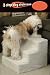 Sporting Goods : Pet Steps