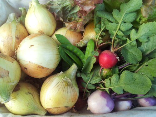 無農薬 【新玉ねぎ＋季節の野菜セット】兵庫県産　農家直送！トップファームよりお届け！