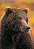 Wallmonkeys Peel and Stick Wall Decals - Grizzly Bear on Autumn Tundra Denali National Park, Alaska Ursus Arctos - Removable Graphic