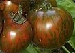 aromatische, schwarz-gr�n gestreifte Tomate - black Zebra - 10 Samen