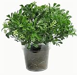 11 Boxwood Tabletop Artificial Potted Plant
