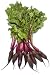 Beet - 18"H x 12"W - Peel and Stick Wall Decal by Wallmonkeys