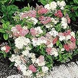 3-in-1 Spirea