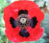 51ZBAfJXvXL. SL160  150 RED & BLACK LADY BIRD FLANDERS POPPY Papaver Commutatu Flower Seeds