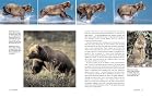 Bears: A Year in the Life