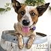 Wine Dogs USA 2008 Calendar Volume Two