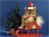 Pet Star Christmas Cards - Pomeranian