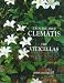 Trouble-free Clematis: Viticellas