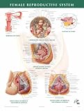 Female Reproductive System Chart, 1e (Netter Charts)