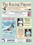 Racing Pigeon