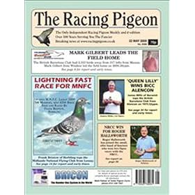 Racing Pigeon