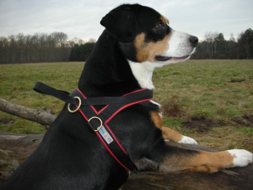 Hundegeschirr Neopren 50-60 Limex, rot