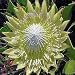 KING PROTEA CYNAROIDES yellow 5 seeds